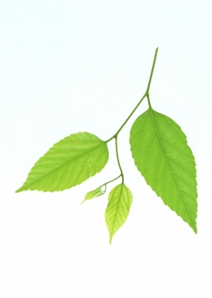 ModernPlant Leaves