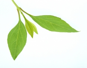ModernPlant Leaves