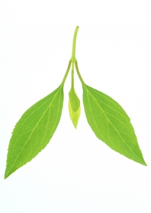 ModernPlant Leaves