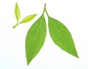 ModernPlant Leaves