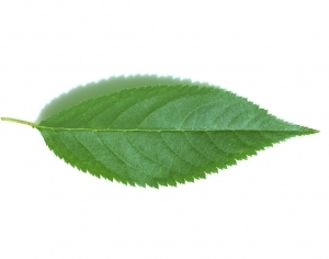 ModernPlant Leaves