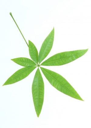 ModernPlant Leaves