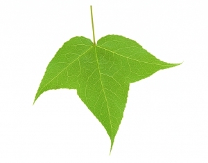 ModernPlant Leaves