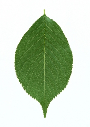 ModernPlant Leaves