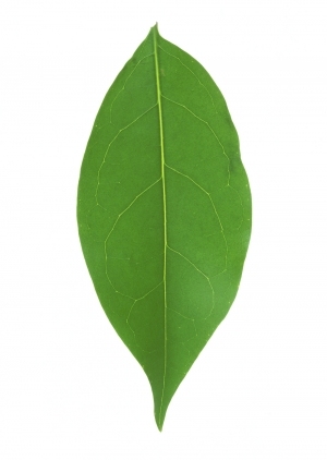 ModernPlant Leaves