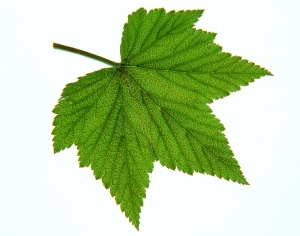 ModernPlant Leaves