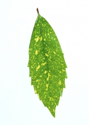 ModernPlant Leaves