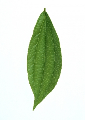 ModernPlant Leaves