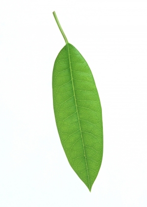 ModernPlant Leaves