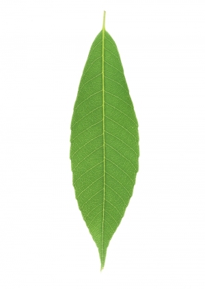 ModernPlant Leaves