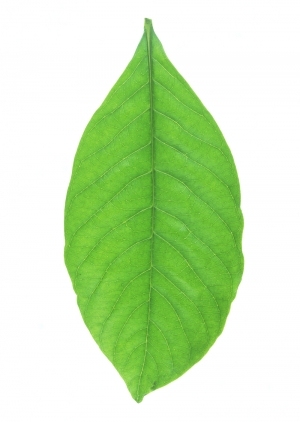 ModernPlant Leaves