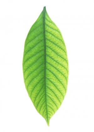 ModernPlant Leaves