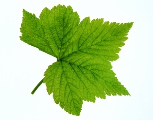 ModernPlant Leaves