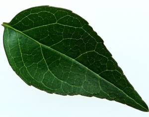 ModernPlant Leaves