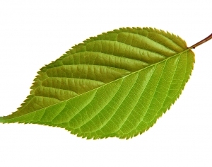 ModernPlant Leaves