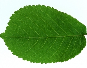ModernPlant Leaves