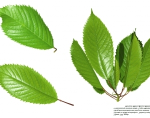 ModernPlant Leaves