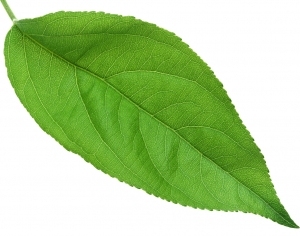 ModernPlant Leaves