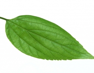 ModernPlant Leaves