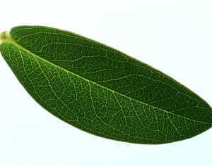 ModernPlant Leaves