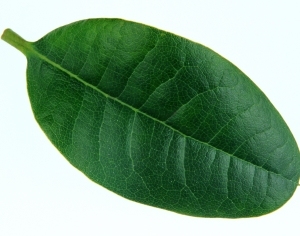 ModernPlant Leaves