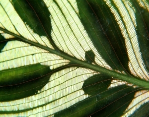 ModernPlant Leaves
