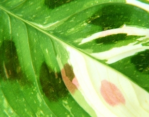ModernPlant Leaves