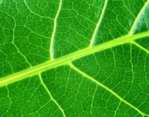 ModernPlant Leaves