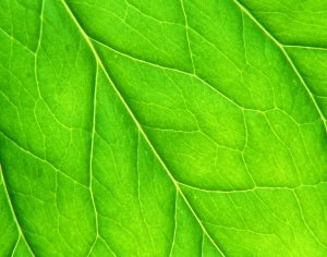 ModernPlant Leaves