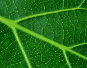 ModernPlant Leaves