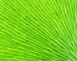 树叶-ID:250511254