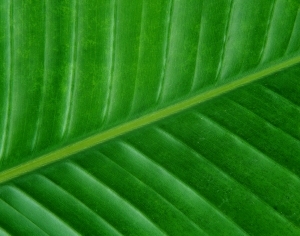 ModernPlant Leaves