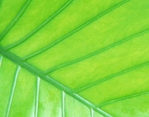 ModernPlant Leaves