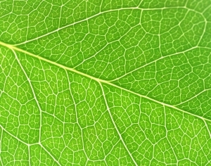 ModernPlant Leaves