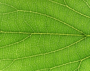 ModernPlant Leaves