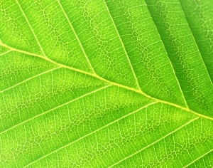ModernPlant Leaves