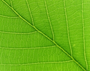 ModernPlant Leaves