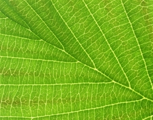 ModernPlant Leaves