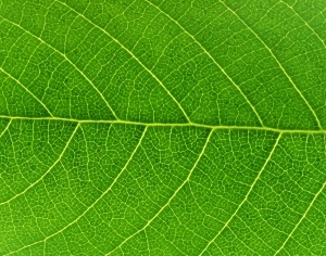 ModernPlant Leaves