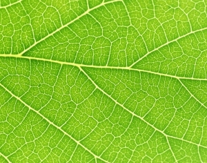 ModernPlant Leaves