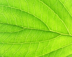 ModernPlant Leaves