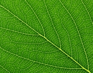 ModernPlant Leaves