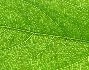 ModernPlant Leaves