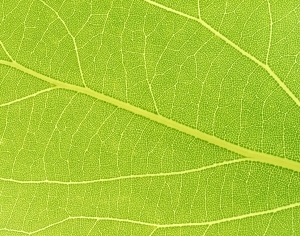 ModernPlant Leaves
