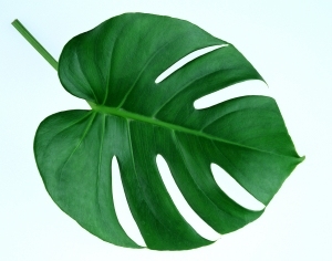 ModernPlant Leaves