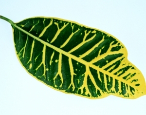 ModernPlant Leaves