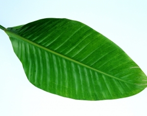 ModernPlant Leaves