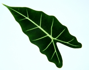 ModernPlant Leaves