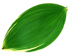 ModernPlant Leaves