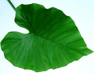 ModernPlant Leaves